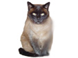 Katze